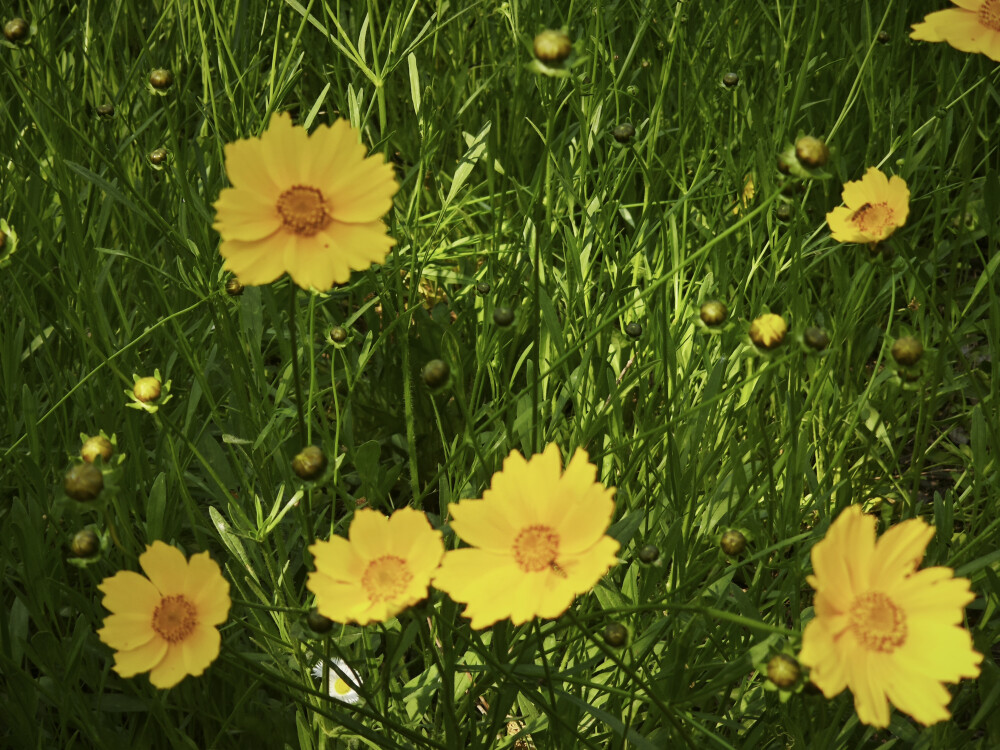 风景，植物，花，湖，鸳鸯