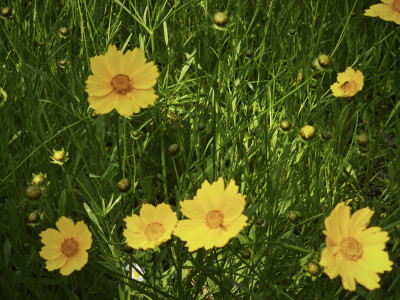 风景，植物，花，湖，鸳鸯