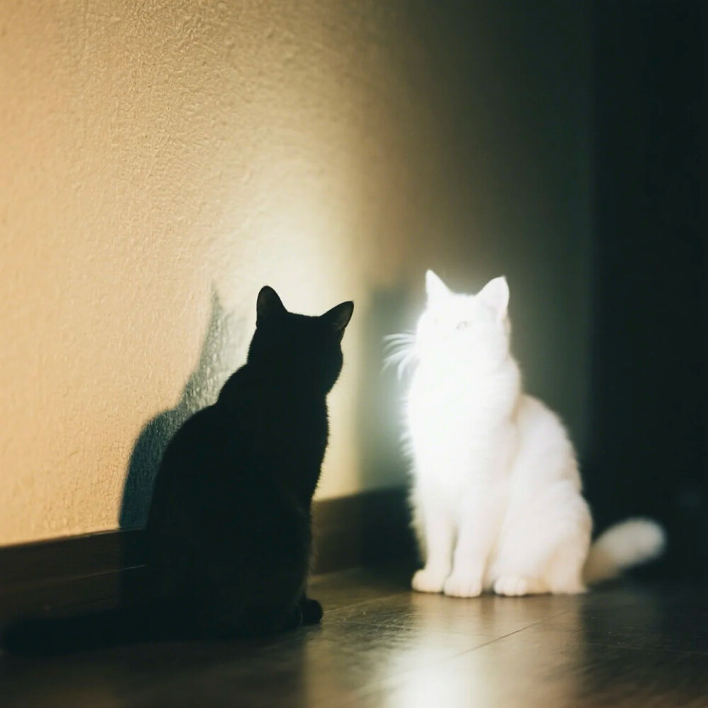 猫猫头像