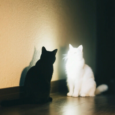 猫猫头像