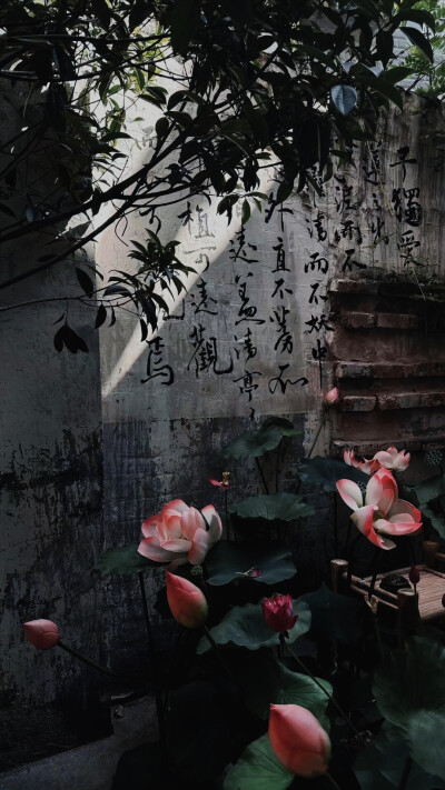 出淤泥而不染