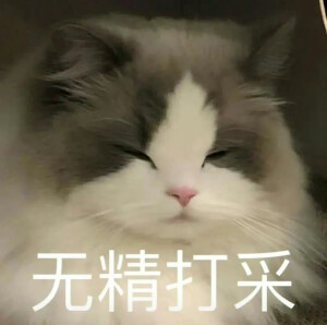 可爱表情包分享