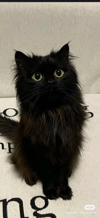 气质猫猫