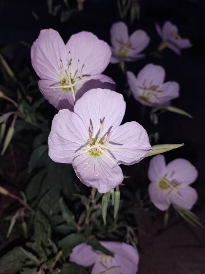 夜晚的宁静时刻、