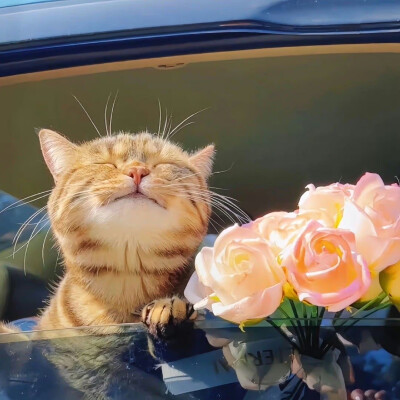 猫猫