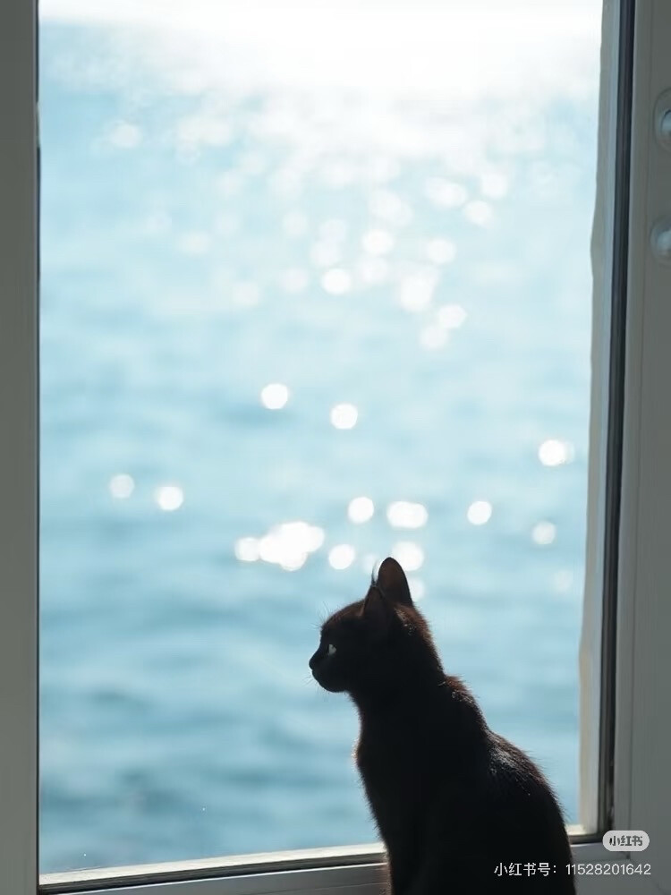 气质猫猫