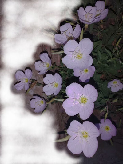 夜晚的宁静时刻、