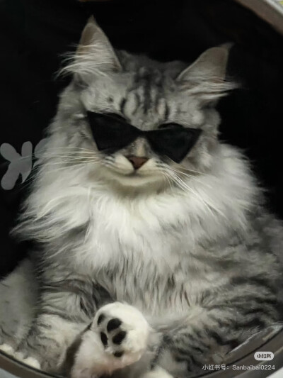 气质猫猫