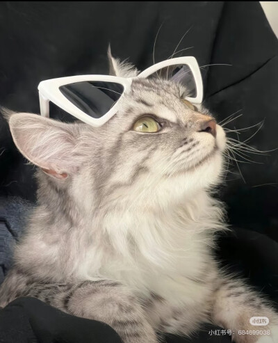 气质猫猫