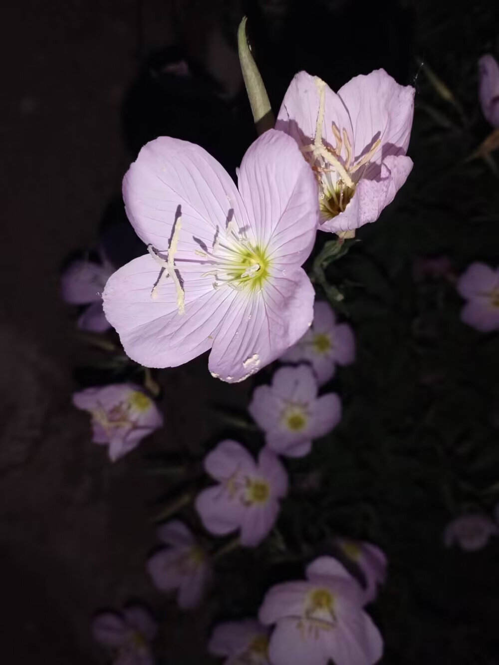 夜晚的宁静时刻、