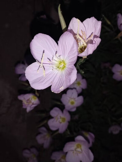 夜晚的宁静时刻、