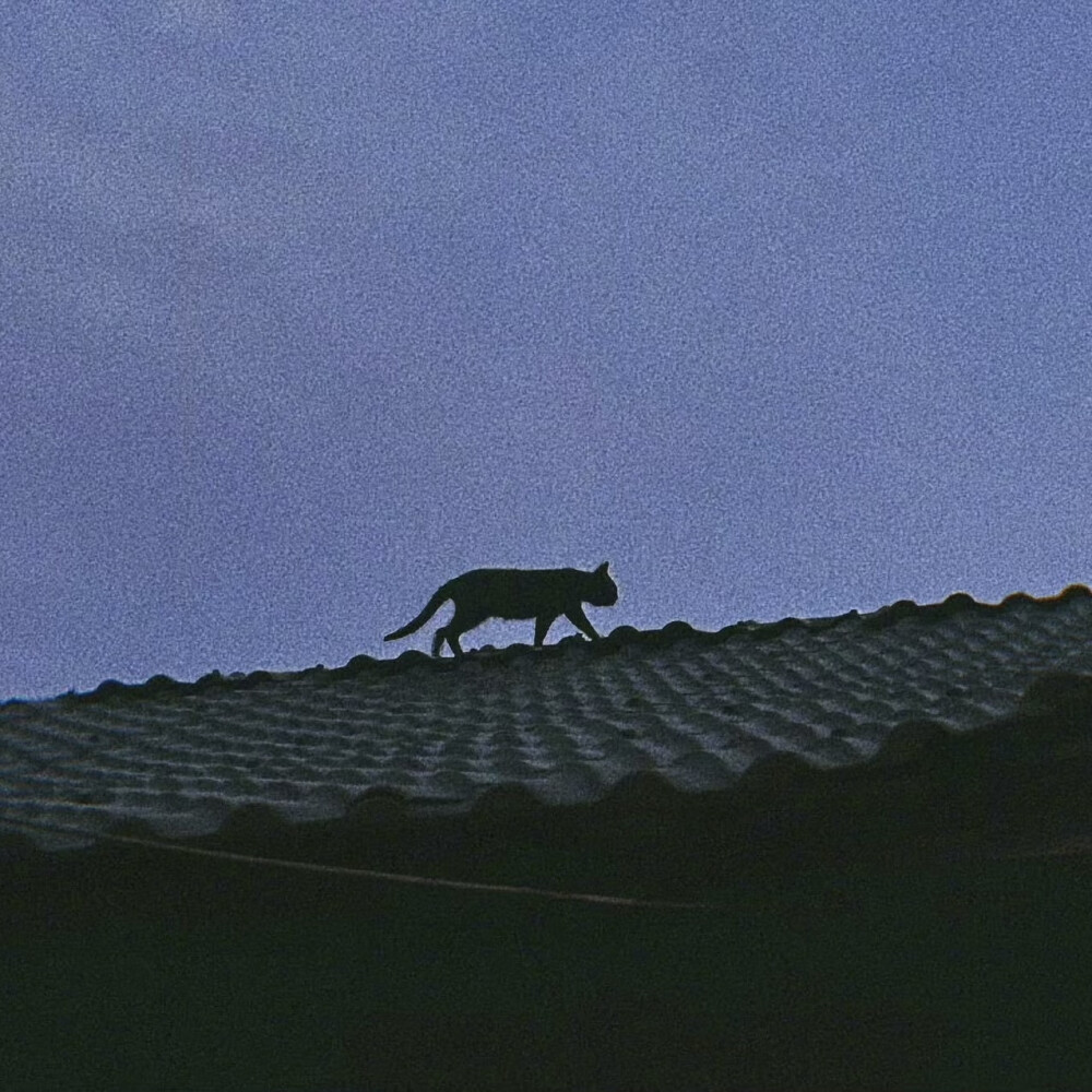 猫猫