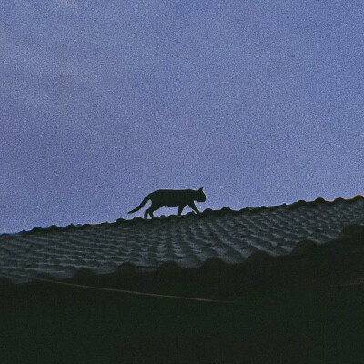 猫猫