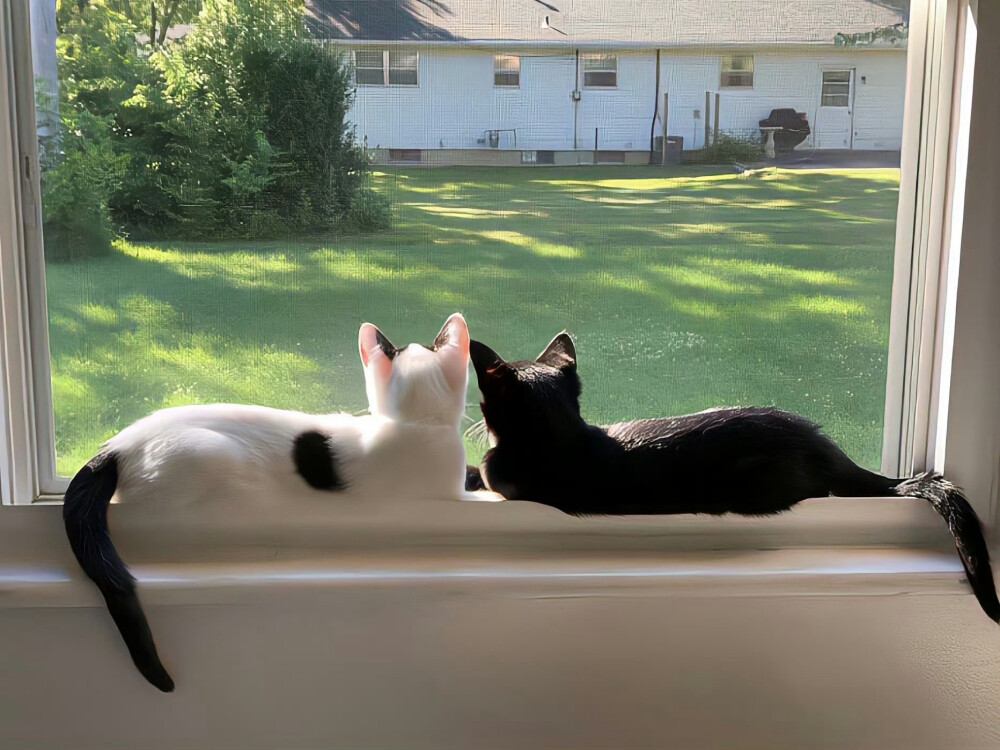 猫猫