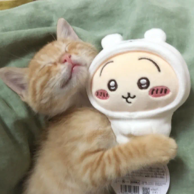 橘猫猫