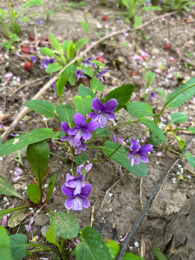 紫花地丁
堇菜科堇菜属
摄于2025.5，吉林省