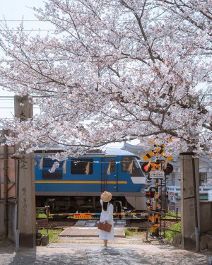 日系壁纸
摄影师：pillter