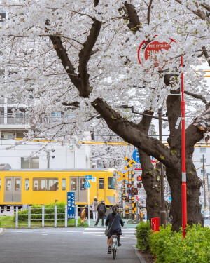 日系壁纸
摄影师：pillter