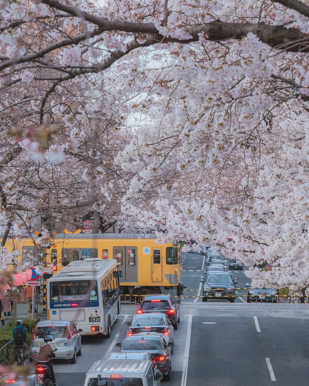 日系壁纸
摄影师：pillter