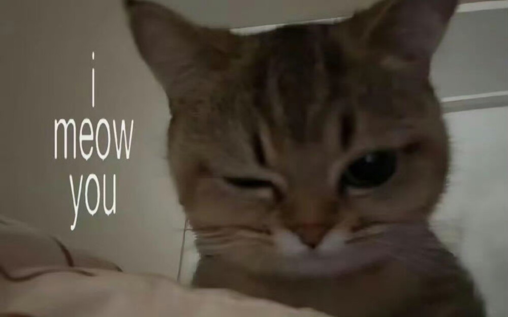 喵喵叫也不会喜欢上你