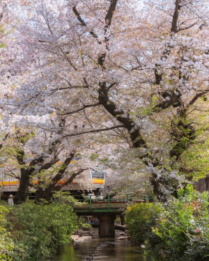 日系壁纸
摄影师：pillter