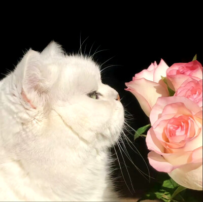 Yikey 猫猫头像