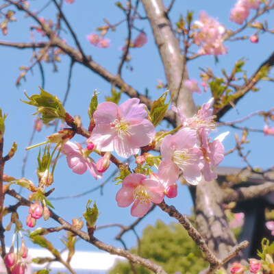 縁結び