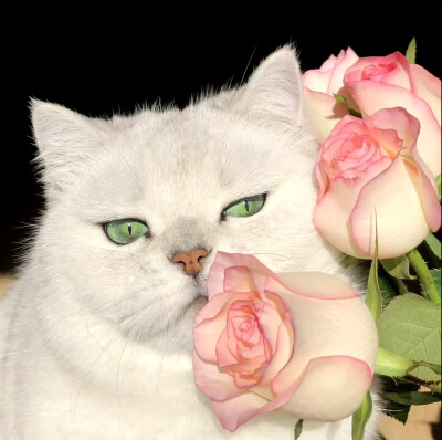 Yikey 猫猫头像
