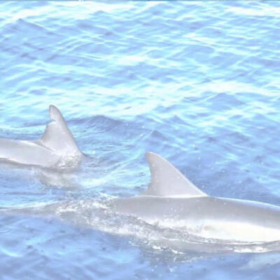 我说你的坚强我来陪伴