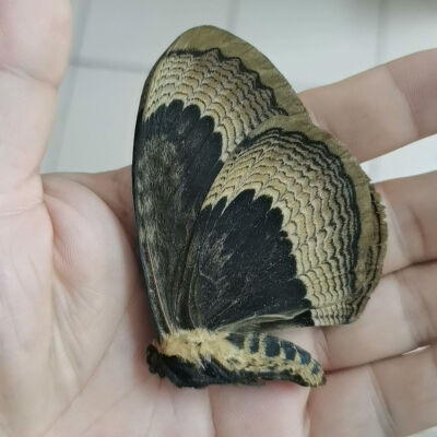 昆标