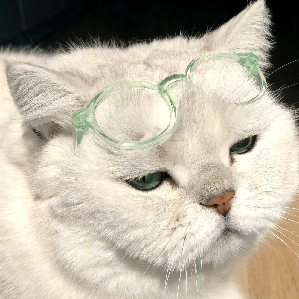 Yikey 猫猫头像