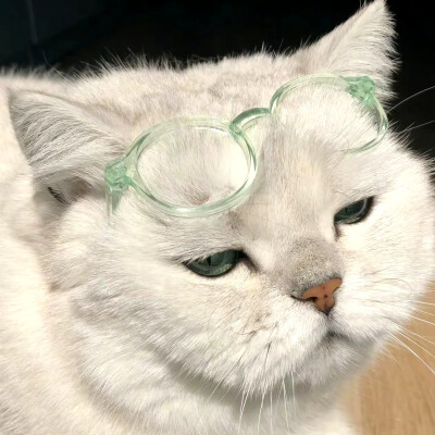 Yikey 猫猫头像