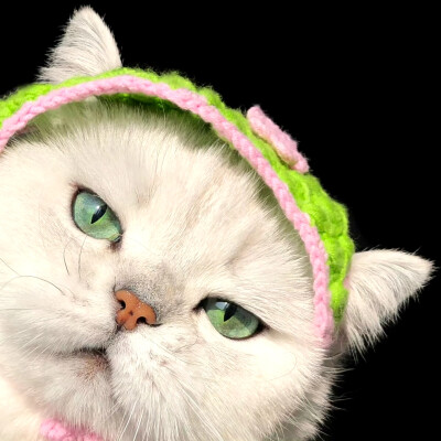 Yikey 猫猫头像