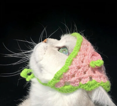 猫猫头像