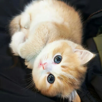 小猫