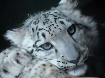 萌啊啊啊啊啊啊啊啊啊啊啊啊