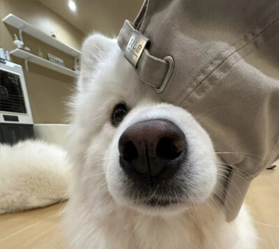 宠物