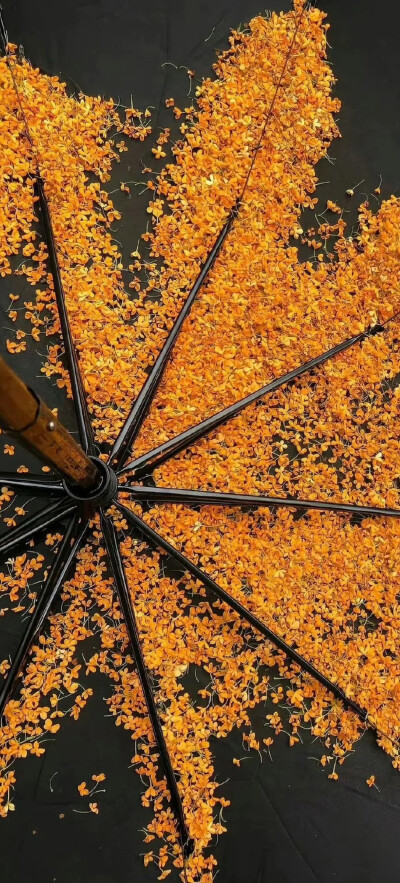 秋天系全屏壁纸