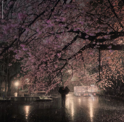 花朵背景图