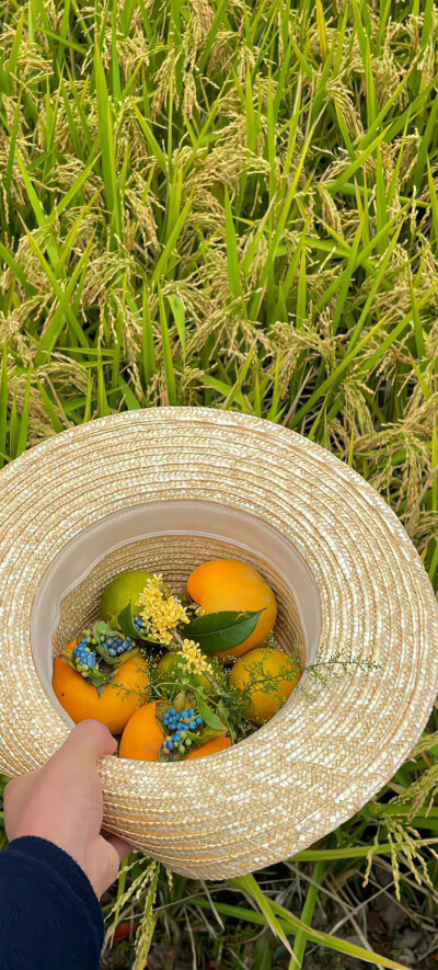 秋天系全屏壁纸