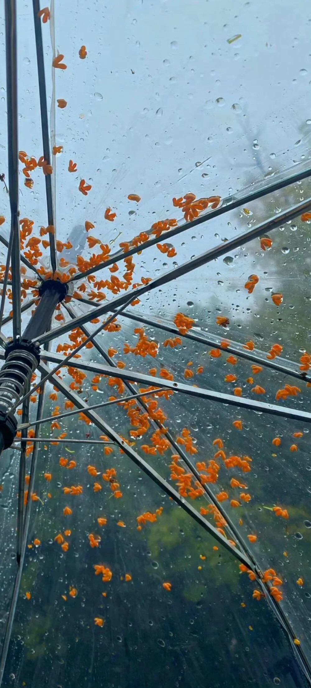 秋天系全屏壁纸