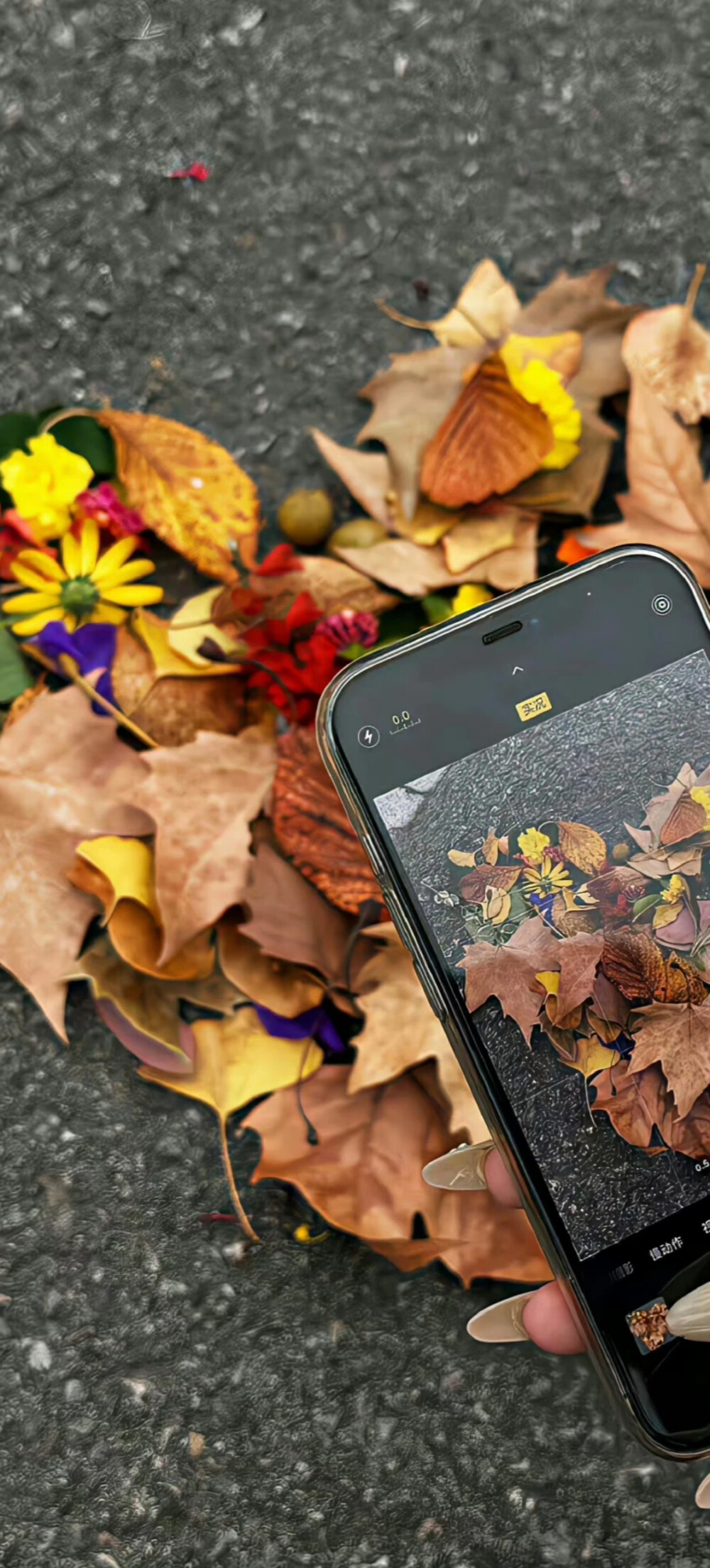 秋天系全屏壁纸