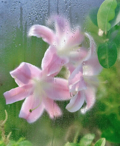 百合花图片2
