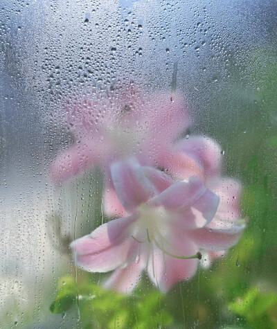 百合花图片2