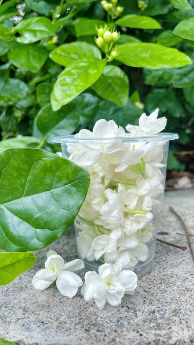 茉莉花