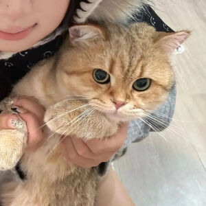 带着猫猫狗狗的情头，我想对你像对待我的宠物一样，爱之入骨！