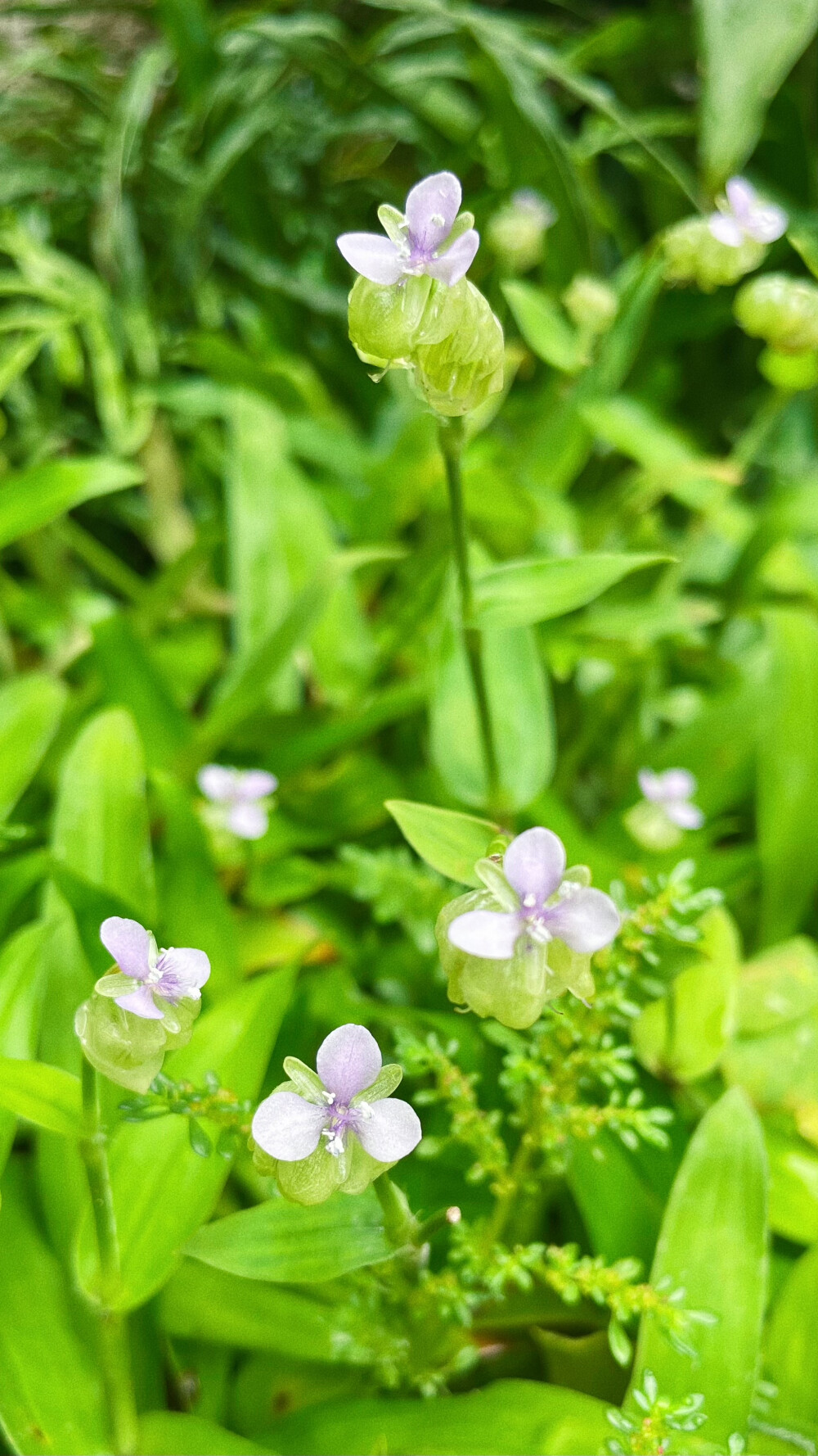 痰火草