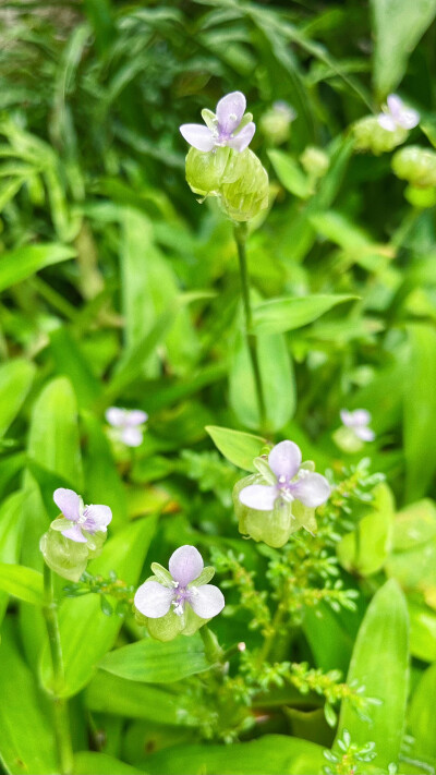 痰火草