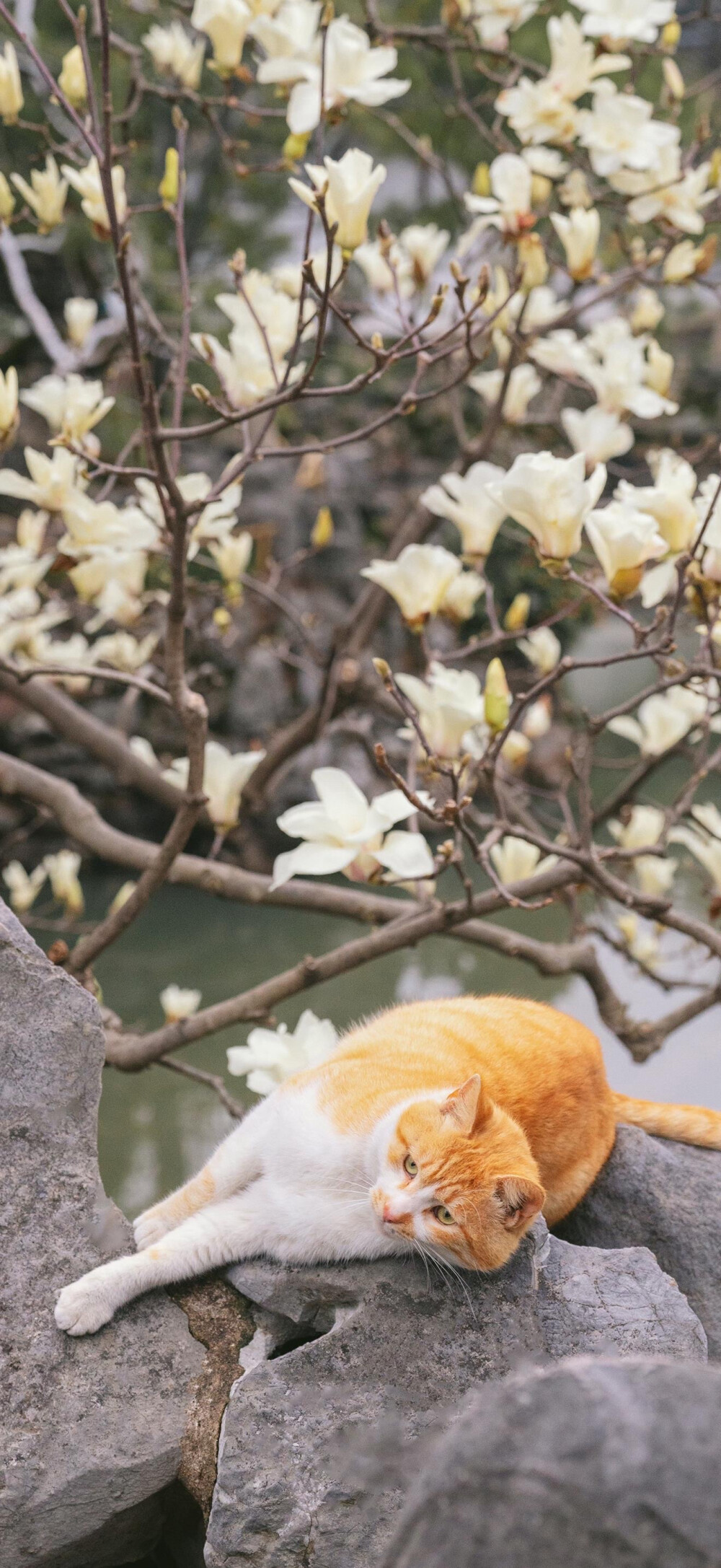 花猫
