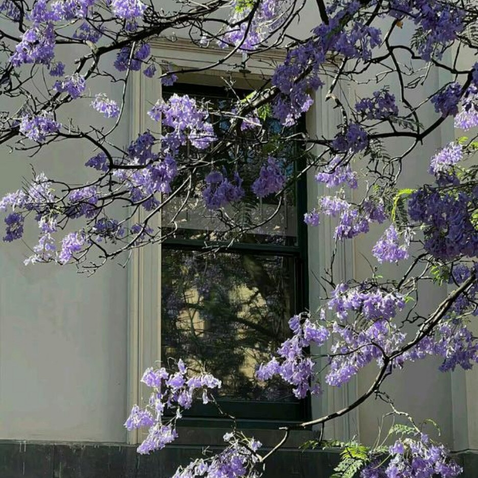 风景花朵背景图